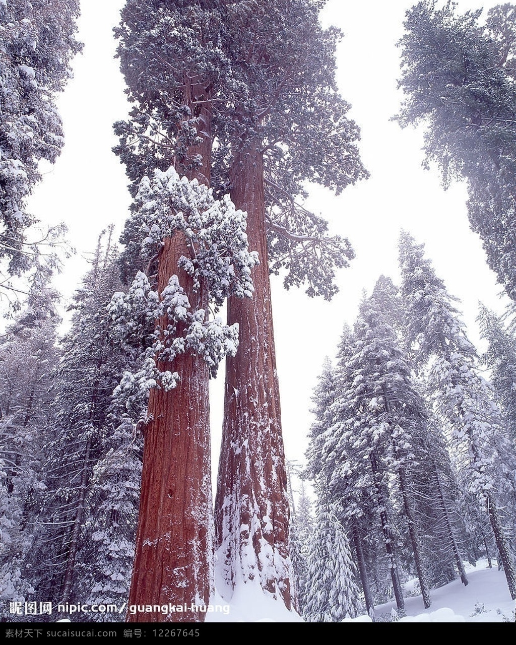 冬天雪景 风景 雪 树 森林 天空 自然景观 自然风景 摄影图库