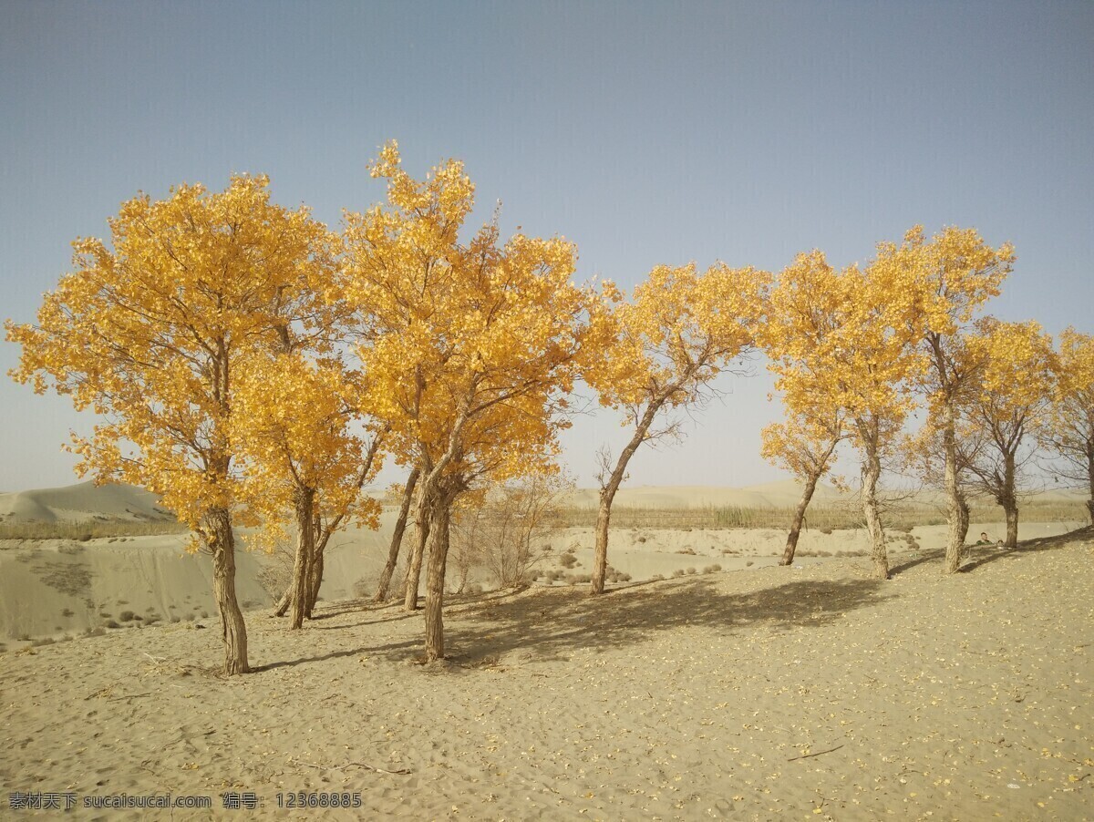 胡杨林 沙漠胡杨 沙漠卫士 金色的胡杨 自然景观 自然风景