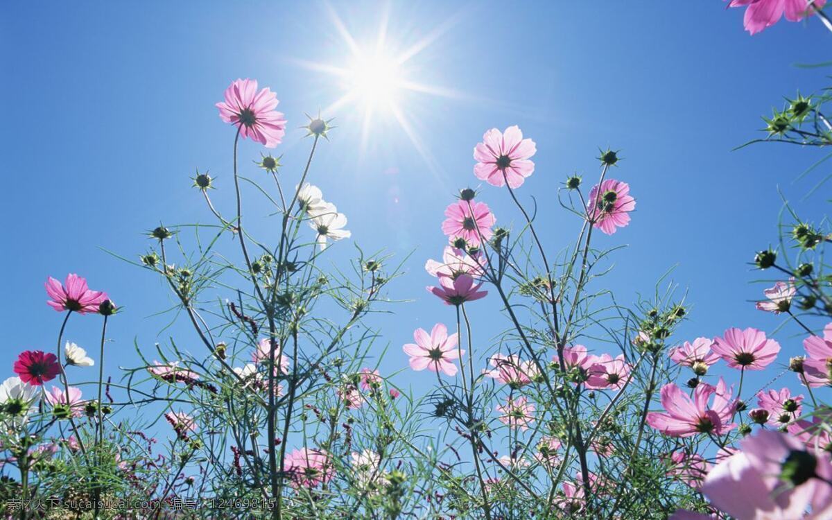 阳光 下 花朵 花 　 蓝天 风景 生活 旅游餐饮