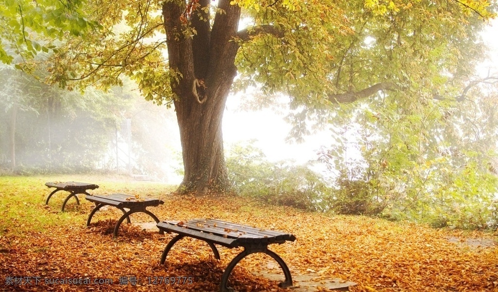 公园一角 长椅 原始森林 雾气 早晨 大树 树叶 唯美风景 散步 落叶 国外公园 森林 树林 电脑桌面屏保 自然景观 自然风景