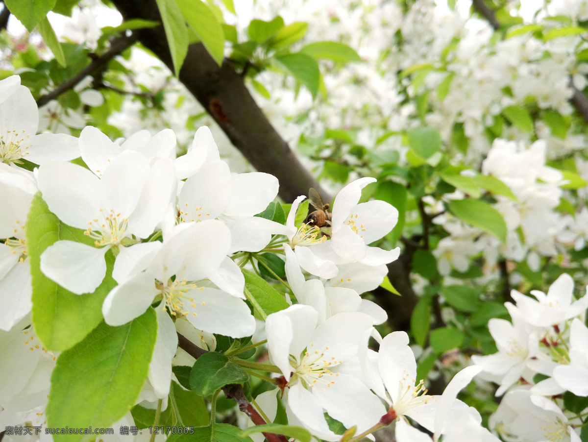 苹果树花 苹果花 苹果树 花特写 高清花朵 白色花 粉色花 李子花 果树 果园 植物 树木 花草 公园风景 园林风景 生物世界