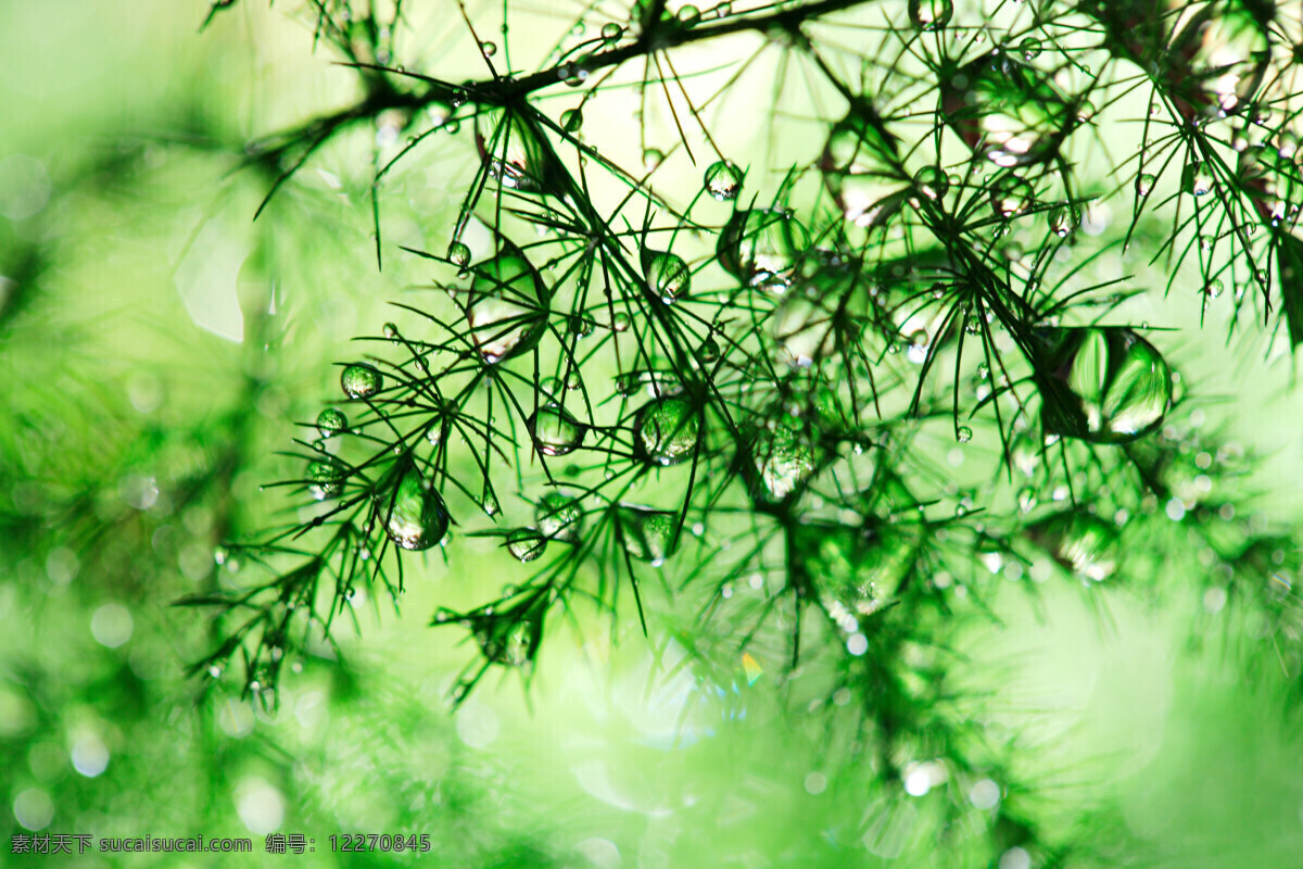 水珠 松针 露珠 水滴 露水 晨露 松枝 绿色 透明水珠 植物世界 树木树叶 生物世界