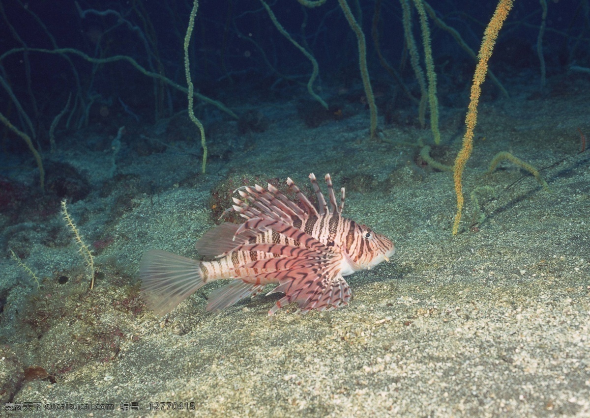 海洋生物 蓝色海洋 海底鱼类 海水 海底鱼群 珊瑚 海藻海草 海底摄影 海底世界 海底生物 海洋世界 海底奇观 图素动植物类 生物世界