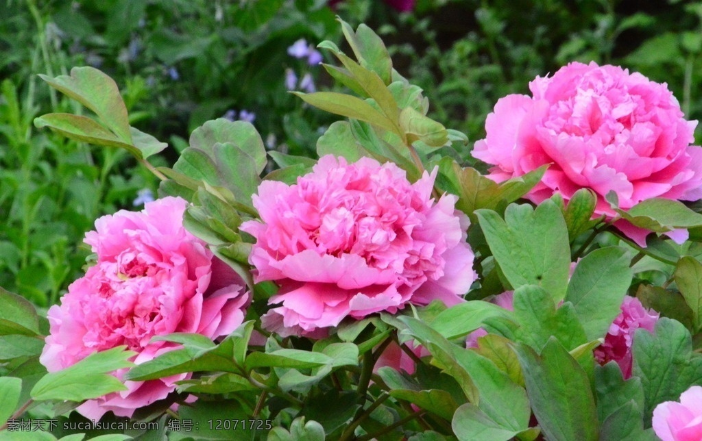 牡丹花 牡丹 花卉 花儿 花草 植物 园林绿化 绿化景观 花朵 花蕊 牡丹园 园艺 富贵牡丹 芍药牡丹 生物世界