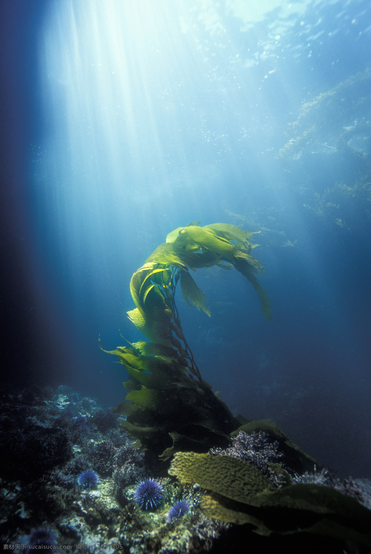 海带海底 海带 光 海底生物 海底乐园 海洋生物 生物世界