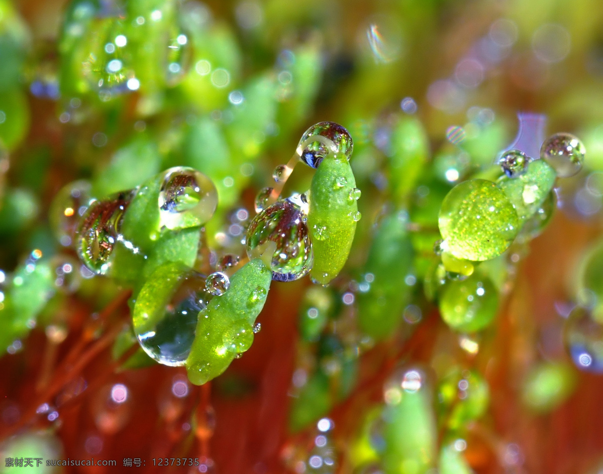 草 春天 干净 花草 晶莹剔透 露水 露珠 绿叶 上 水珠 绿叶上的水珠 水珠特写 晨露 绿叶特写 绿叶背景 绿叶底纹 水珠图片 漂亮水珠 水滴 水珠和绿叶 自然环保 干净的水 清澈 雨后 雨水 小草 树叶 微距拍摄 水 水花 水珠水花水滴 自然风景 自然景观 psd源文件