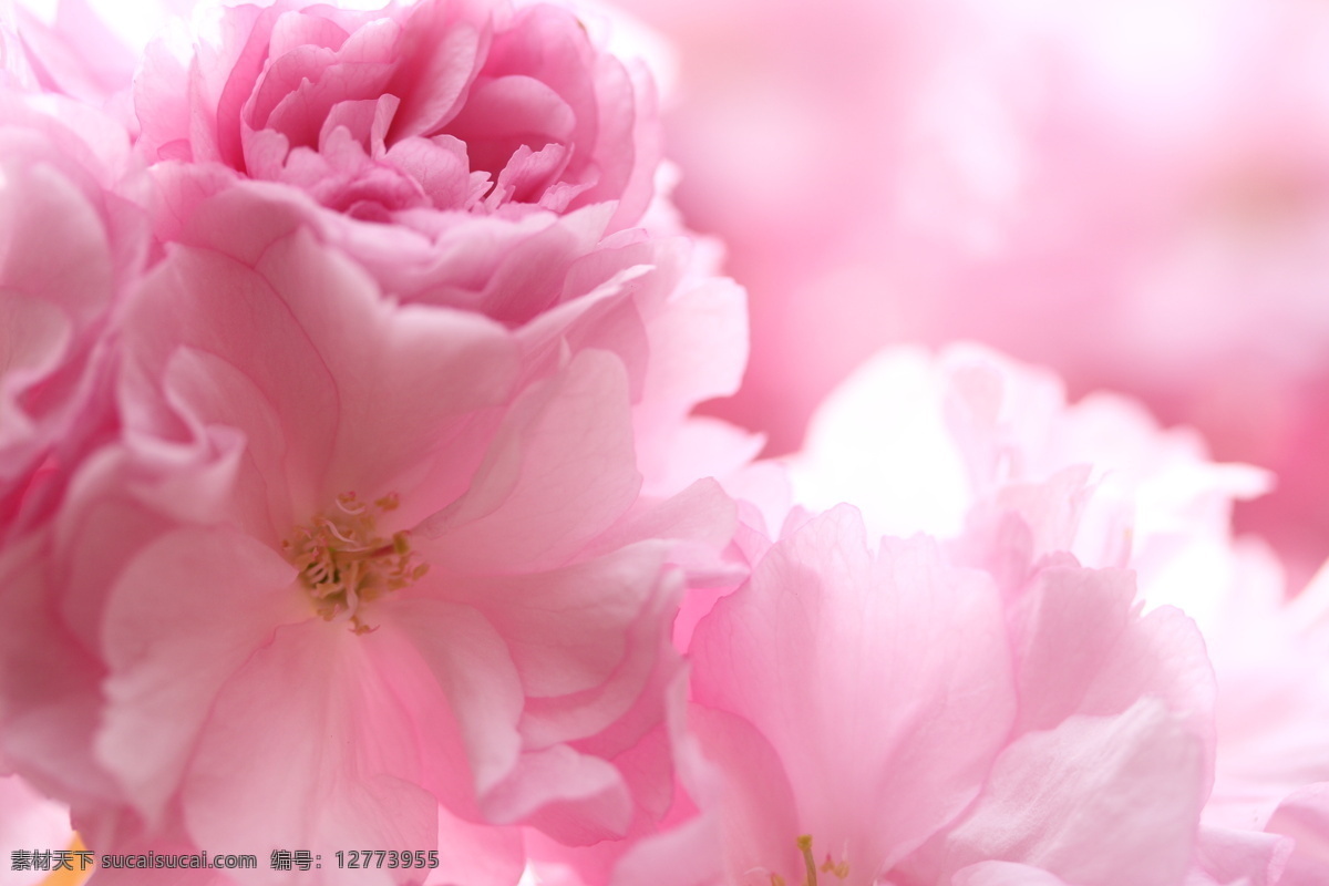 樱花 日本 春暖花开 四月 花卉 鲜花 春天 樱花特写 粉红樱花 生物世界 花草 摄影图库