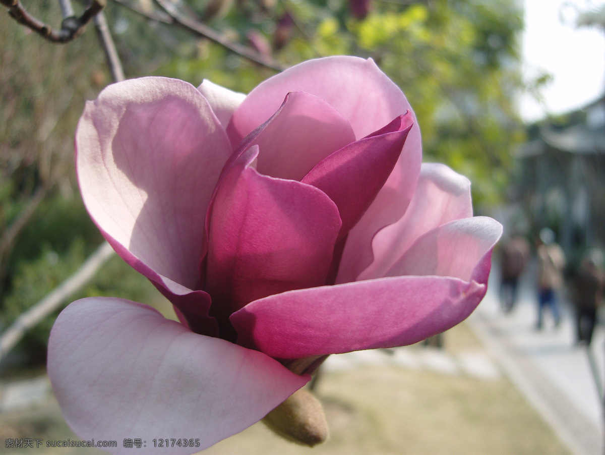 花卉 特写 花卉摄影 花卉特写 摄影图 自然景观