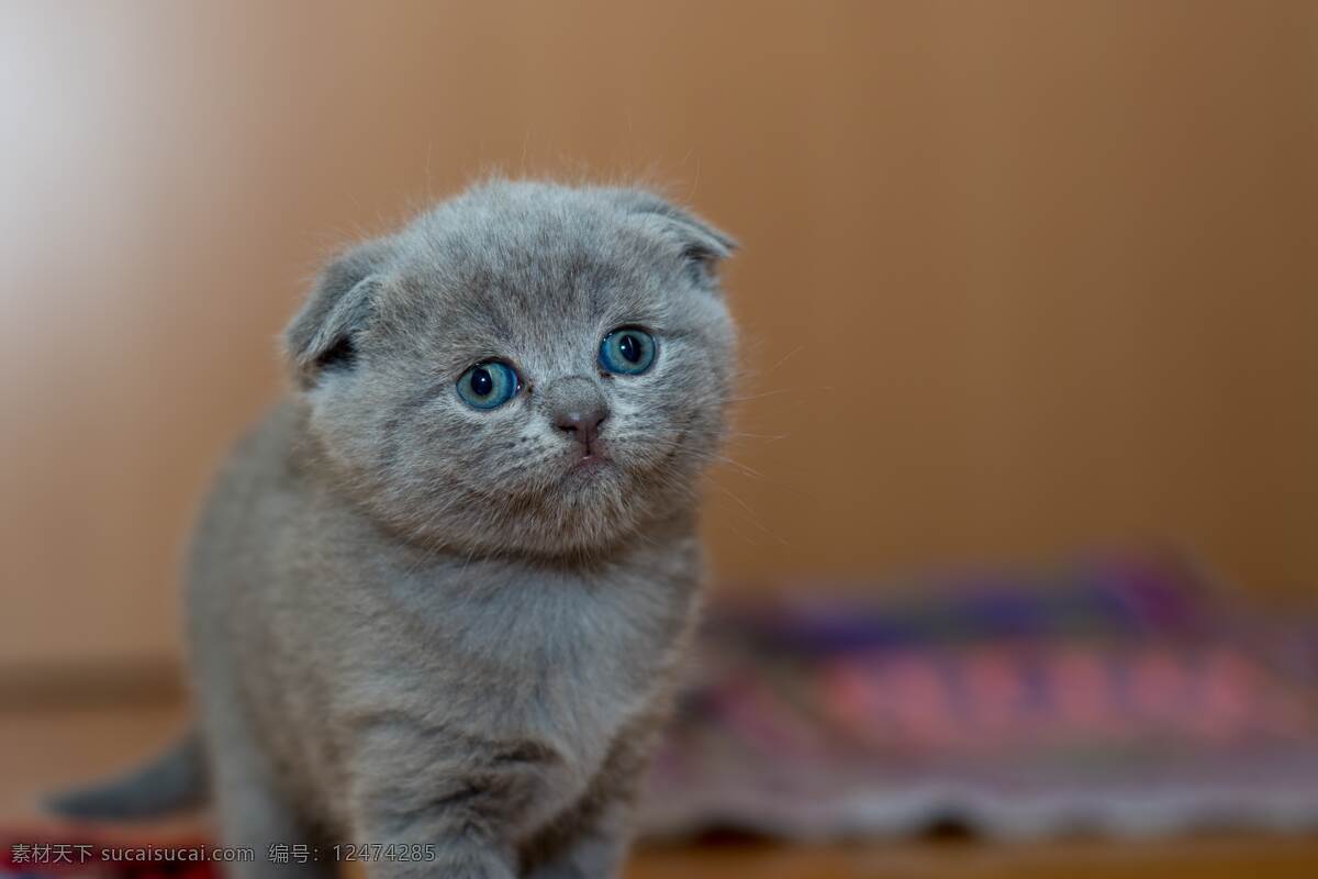 宠物猫 沙发 白猫 黑猫 花猫 喵星人 动物 壁纸 居家宠物 灰猫 可爱 萌宠 生物世界 家禽家畜