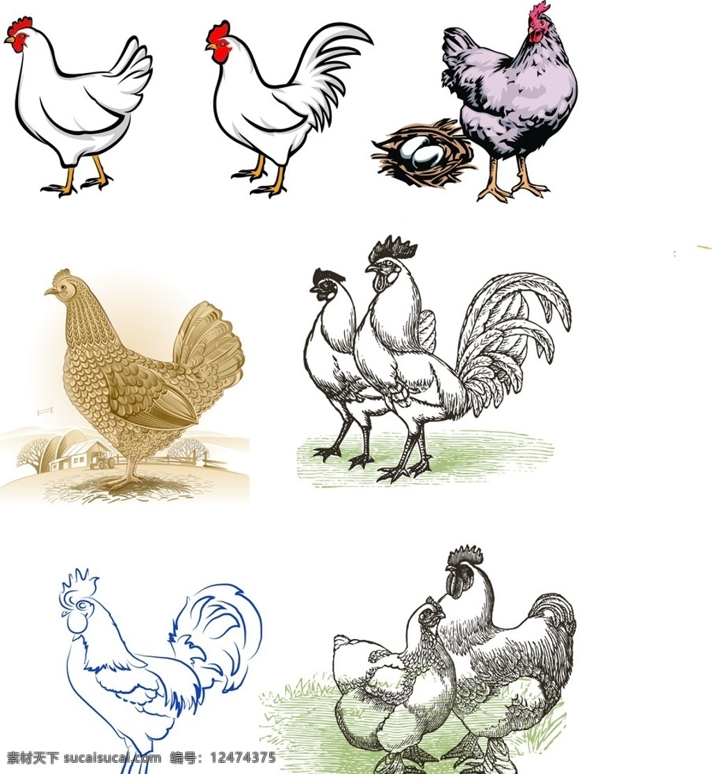 卡通鸡素材 鸡 卡通鸡 线条鸡 矢量鸡 家禽 矢量家禽 母鸡 公鸡 鸡蛋 矢量鸡蛋 卡通鸡蛋 鸡素材 卡通素材 家禽家畜 生物世界