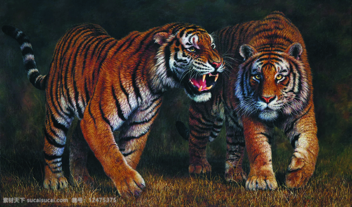 双虎图 美术 油画 动物画 老虎 猛虎 山野 文化艺术 绘画书法