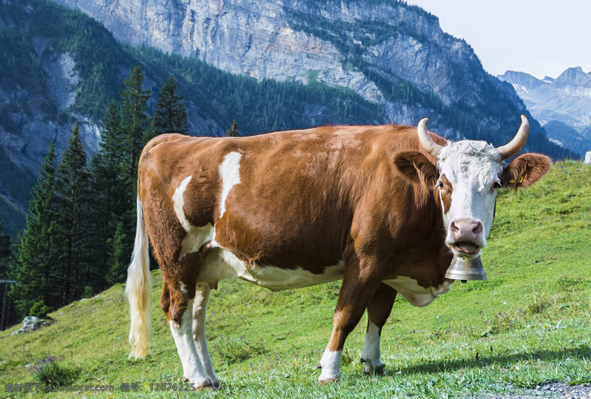 牛 肉牛 牛高清 牛高清图片 牛素材 奶牛 黑牛 大黑牛 牛牛 牛图片 牛摄影图 牛卡通 牛宝宝 蒙古牛