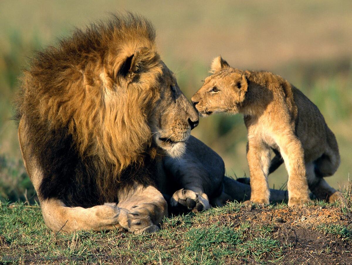 舐犊情深 狮子 父子情深 野外 动物 森林之王 野生动物 生物世界