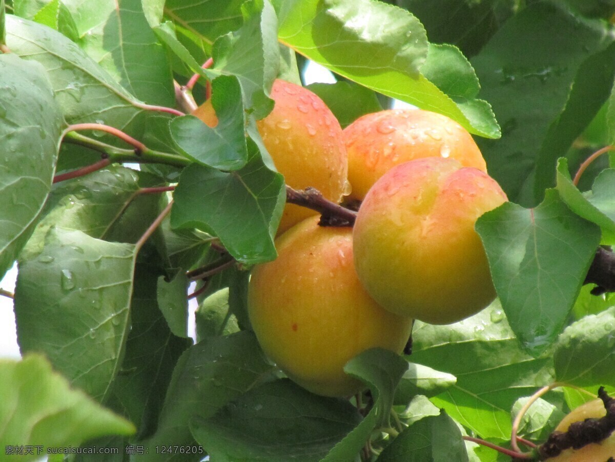 桃 黄桃 水蜜桃 蜜桃 油桃 蟠桃 寿星桃 碧桃 水果 食物 食品 新鲜水果 绿色食品 健康食品 健康食物 果实 热带水果 鲜果 农副产品 水果背景 桃子背景 桃子壁纸 桃子贴图 桃背景 桃壁纸 桃贴图 生物世界