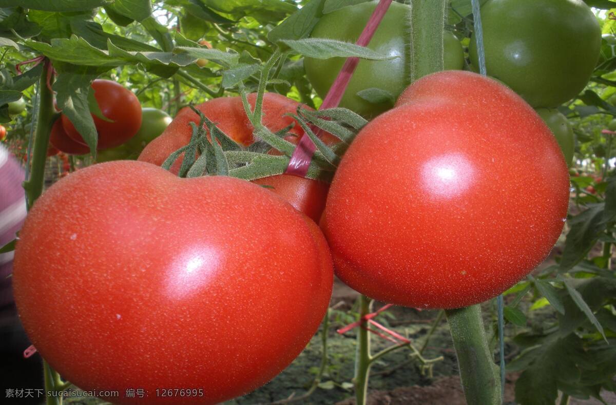 西红柿 蔬菜 大棚 美味 生物世界 新鲜蔬菜 西红柿蔬菜 健康蔬菜 组 风景 生活 旅游餐饮