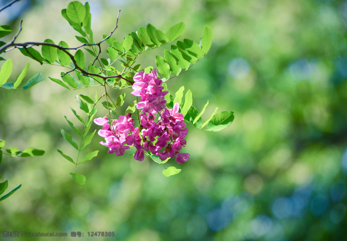 红槐花 槐花 树枝 绿叶 槐树叶 生物世界 花草 绿色