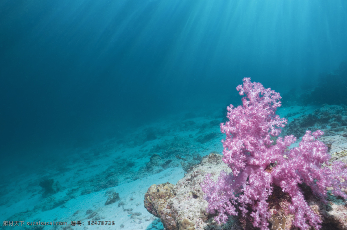 红珊瑚石头 海底世界 珊瑚 海洋 海底乐园 红珊瑚 海洋生物 生物世界