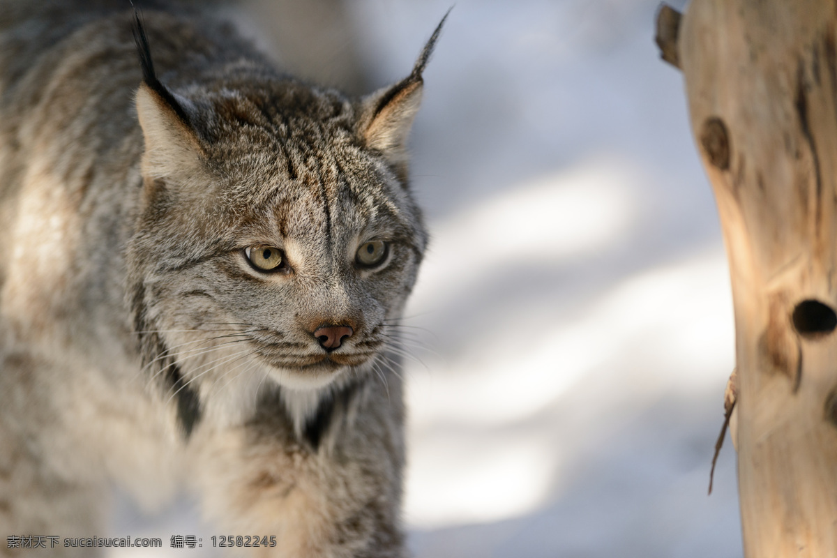 野生动物 动物世界 陆地动物 猫 野猫摄影 生物世界 灰色