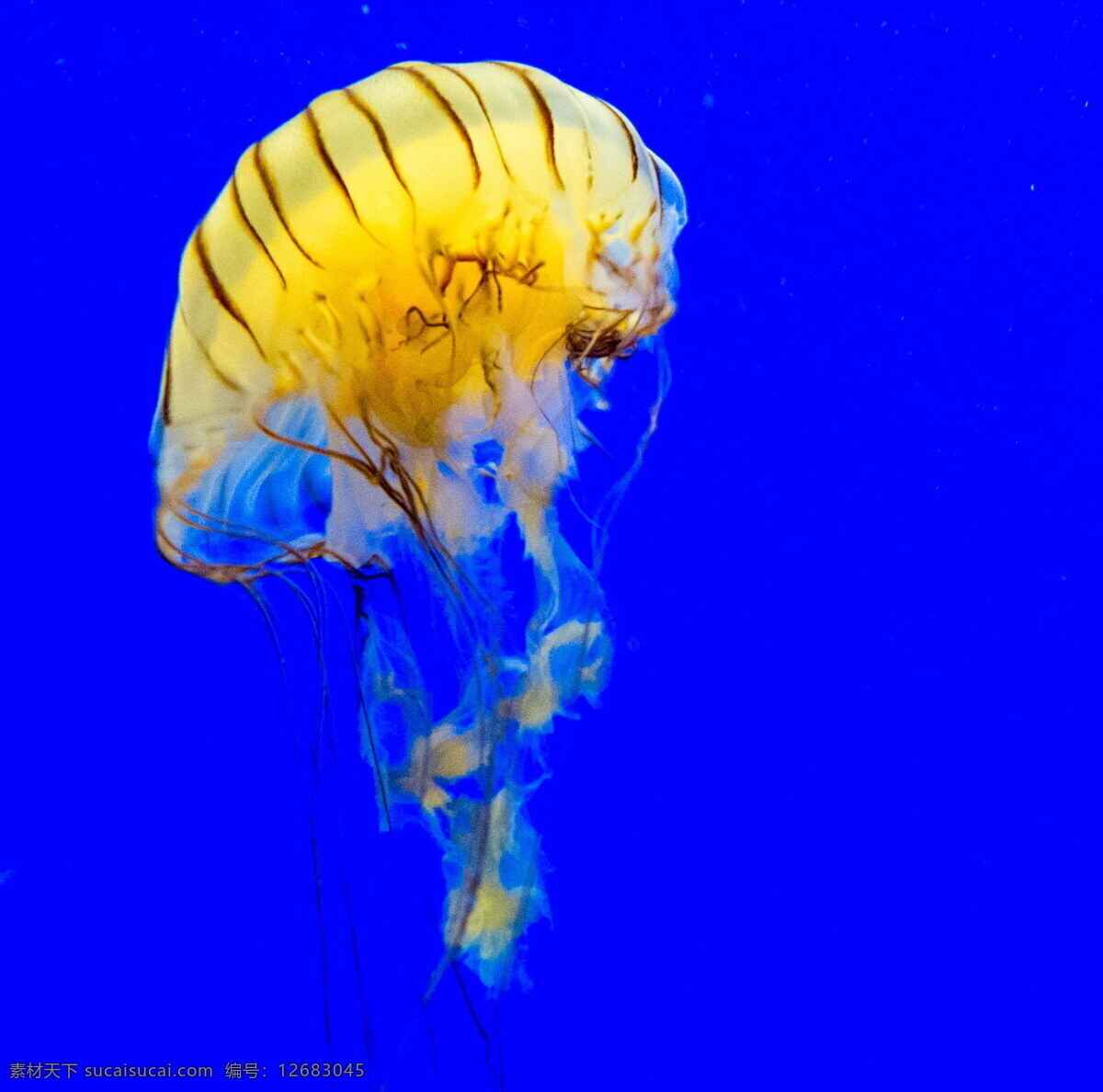 黄色 水母 高清 海刺水母 海蜇 透明水母 刺胞动物
