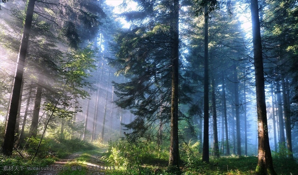 森林 绿色 绿树 阳光 光影 绿草茵茵 宁静 国内旅游 旅游摄影