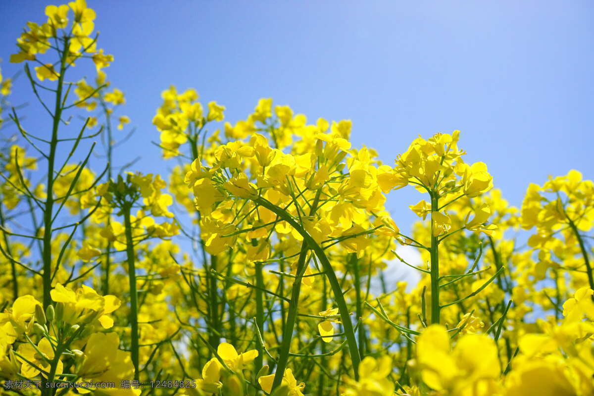 油菜花 菜籽花 花田 花海 鲜花 花卉 花朵 花瓣 生物世界 花草