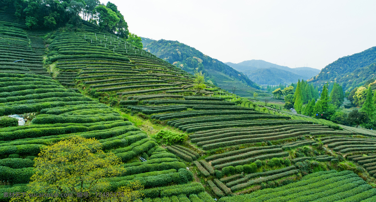 茶园摄影 茶园景色图 茶 茶园 茶叶种植 自然景观 自然风景