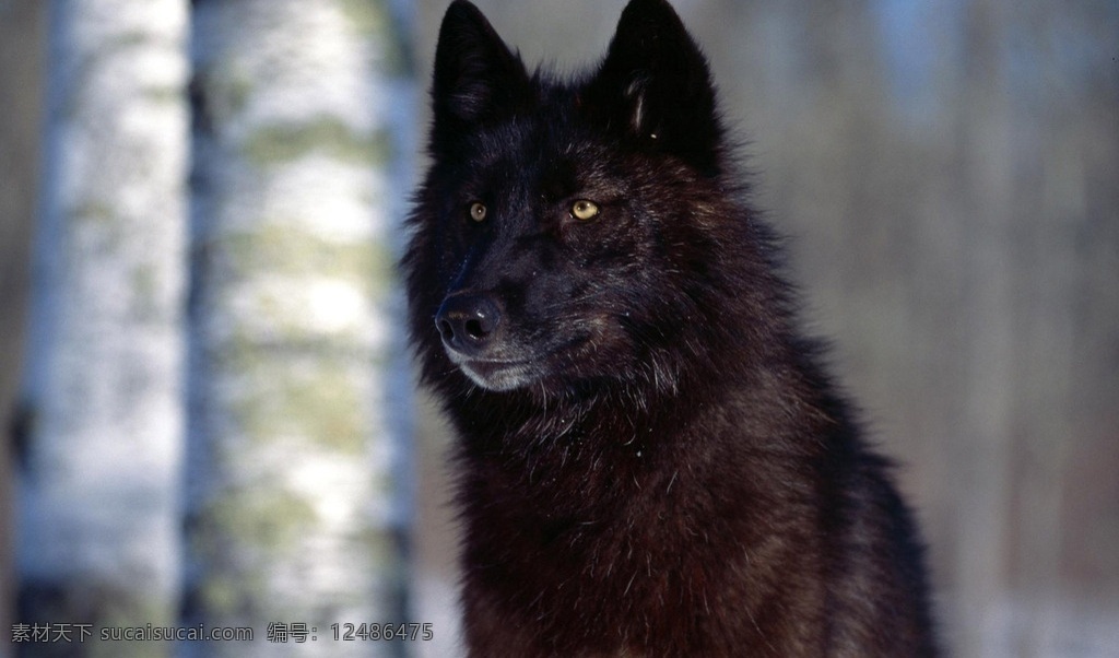 狼 黑白 草原 近距离 森林 canis lupus 野狼 豺狼 灰狼 犬科 高清素材图片 生物世界 野生动物 萌宠图片