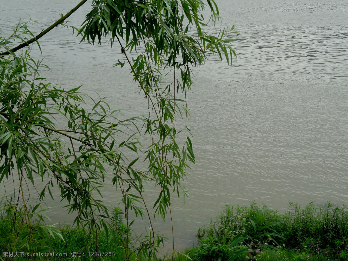 江边柳 旅游摄影 野花 夏季 雨后 江边 生物世界 花草