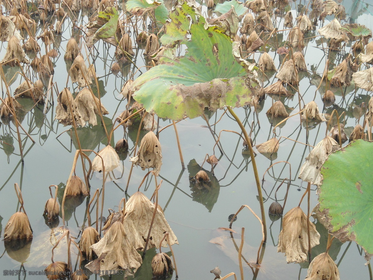 西湖残荷 杭州 西湖 残荷 荷花 残叶 淡雅西湖 秋季西湖 水墨 印象 船 山水 旅游摄影 自然风景