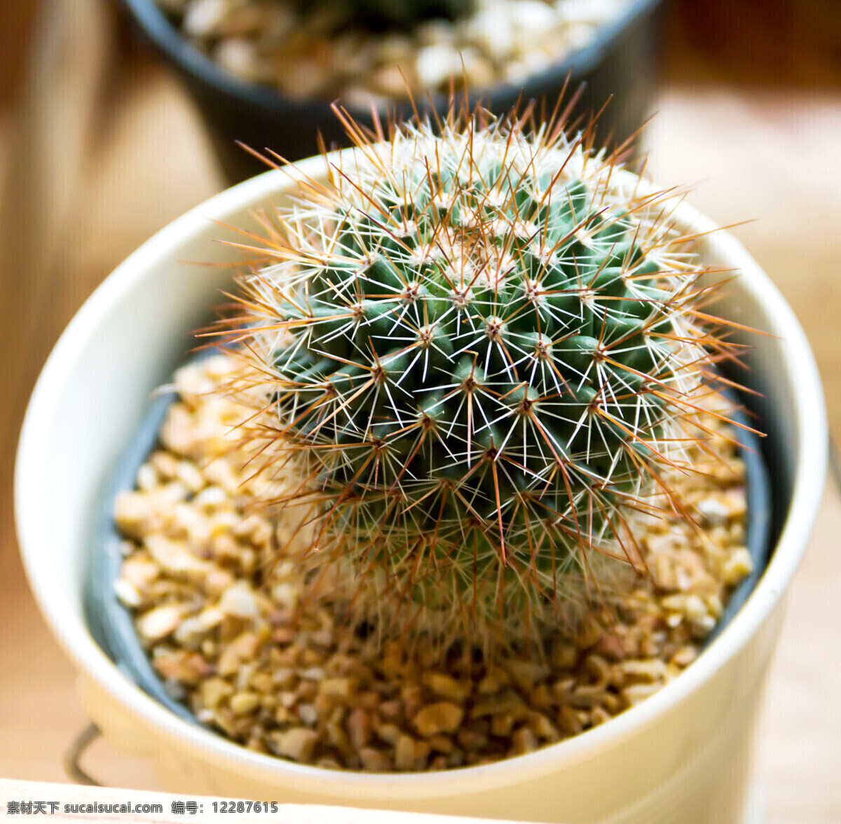 仙人球 仙人掌植物 植物摄影 景观植物 花草树木 生物世界