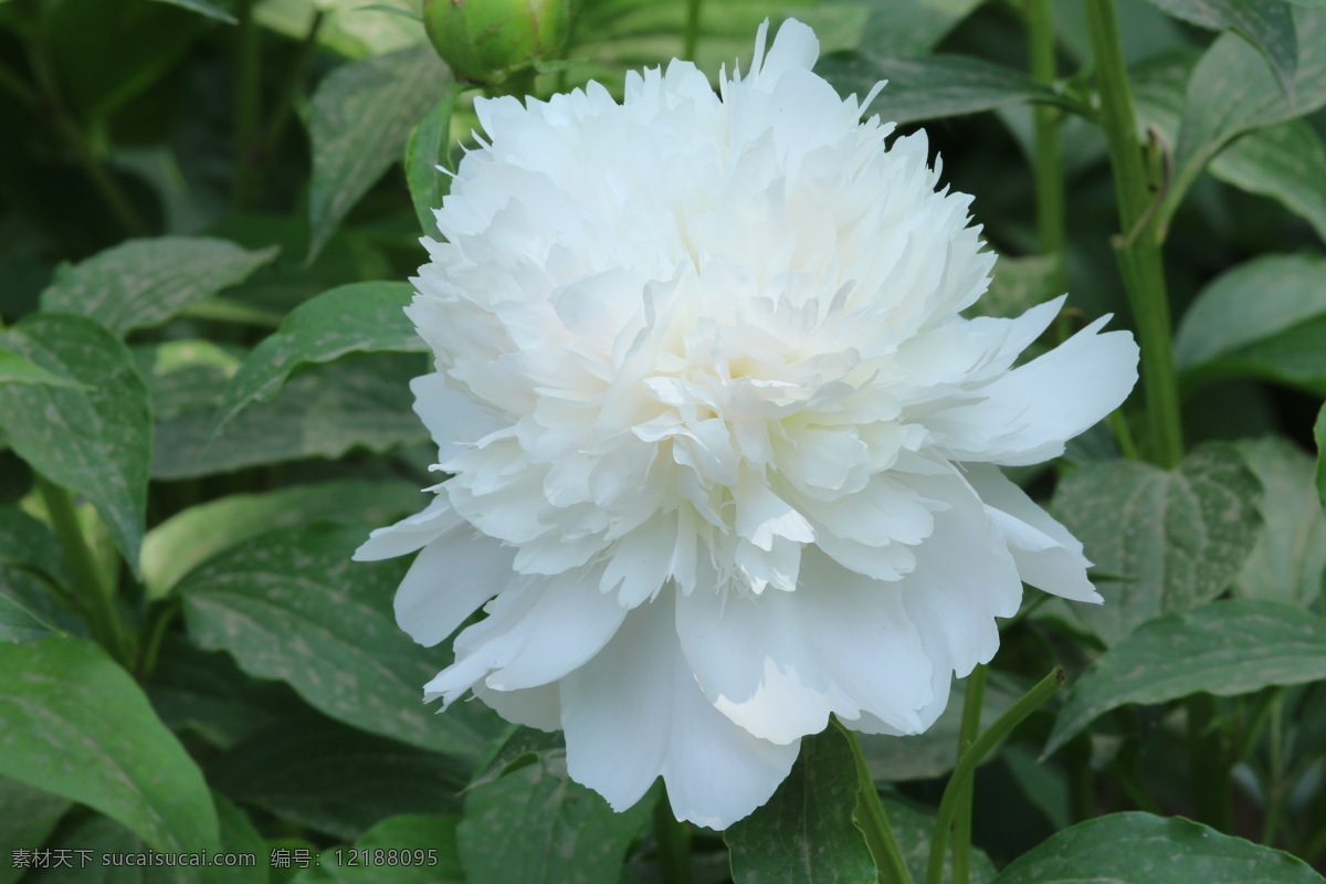 芍药花 芍药 将离 离草 花卉 花儿 花骨朵 花草 植物 园林绿化 绿化景观 花朵 花蕊 芍药牡丹 生物世界