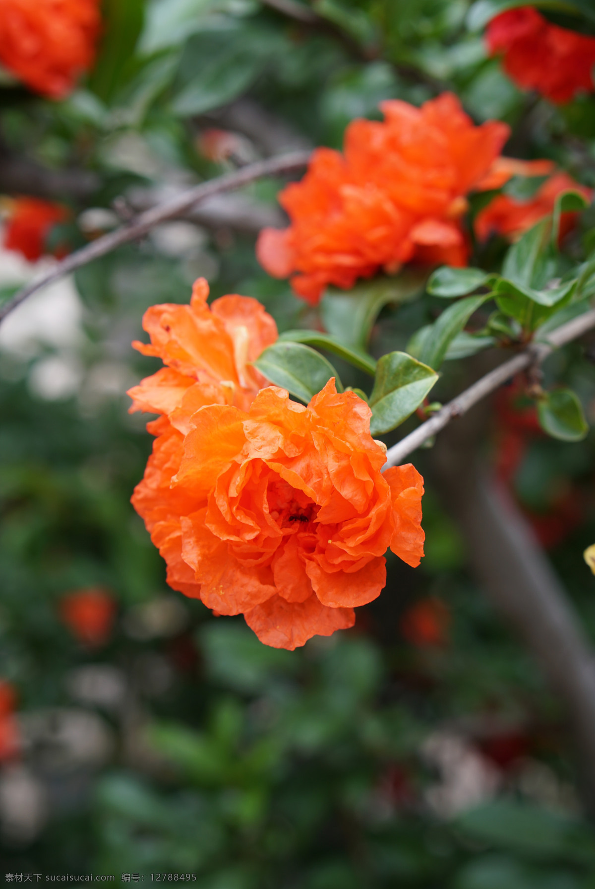 花儿 精美石榴花 高清石榴花 花草树木 唯美花朵 小区绿化 花园 花朵 花丛 花坛 花朵特写 枝叶中的花朵 树上的花朵 石榴花特写 生物世界 花草