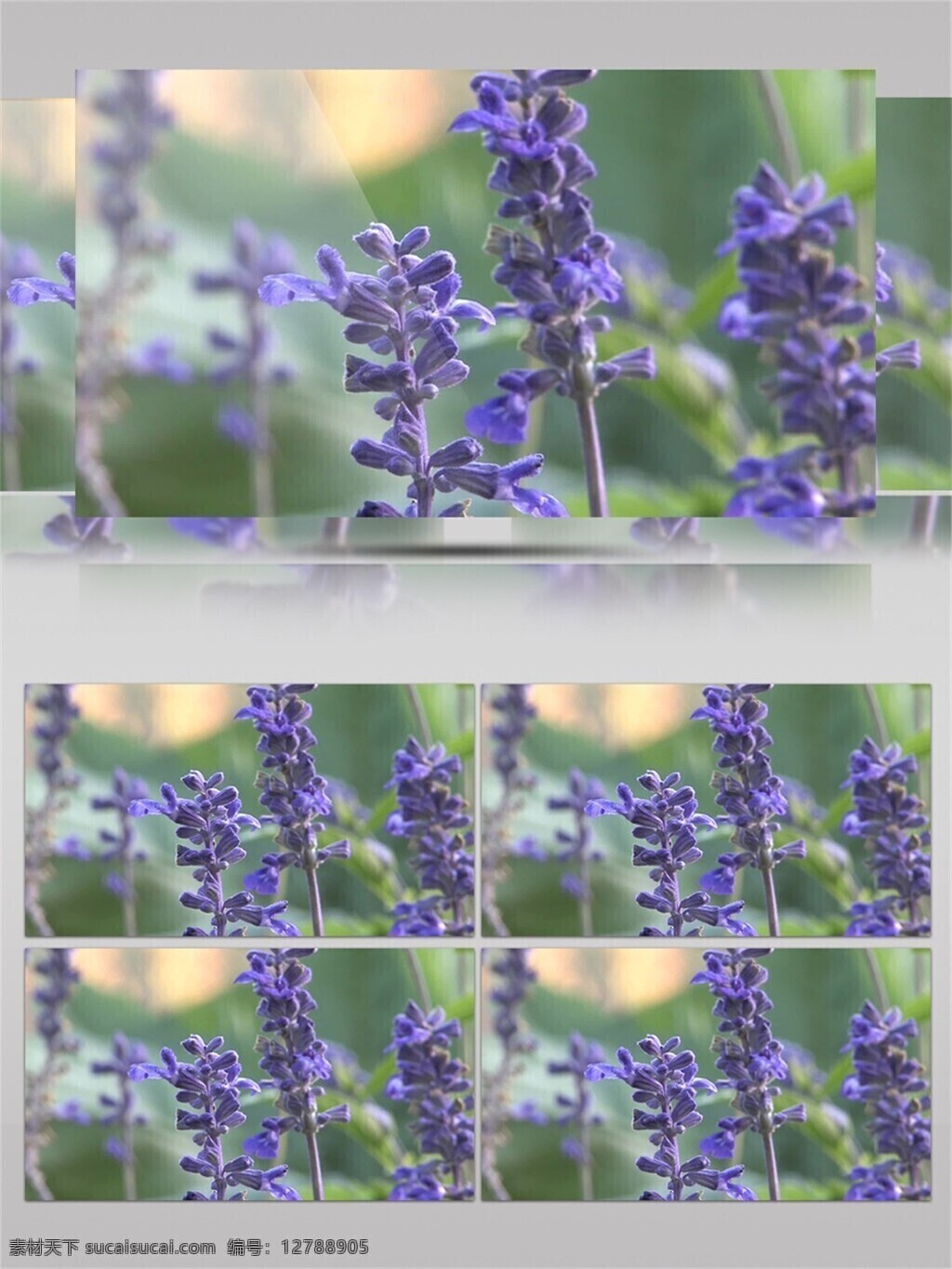 浪漫 紫色 薰衣草 视频 花海 草原 自然 植物 花 紫色花 蜜蜂 视频音效