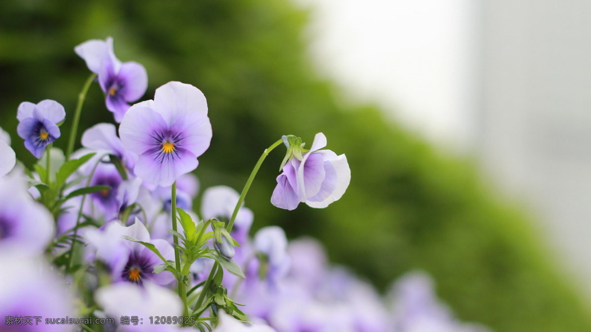 三色堇 花朵 花卉 大自然 植物 绿色 花草 生物世界