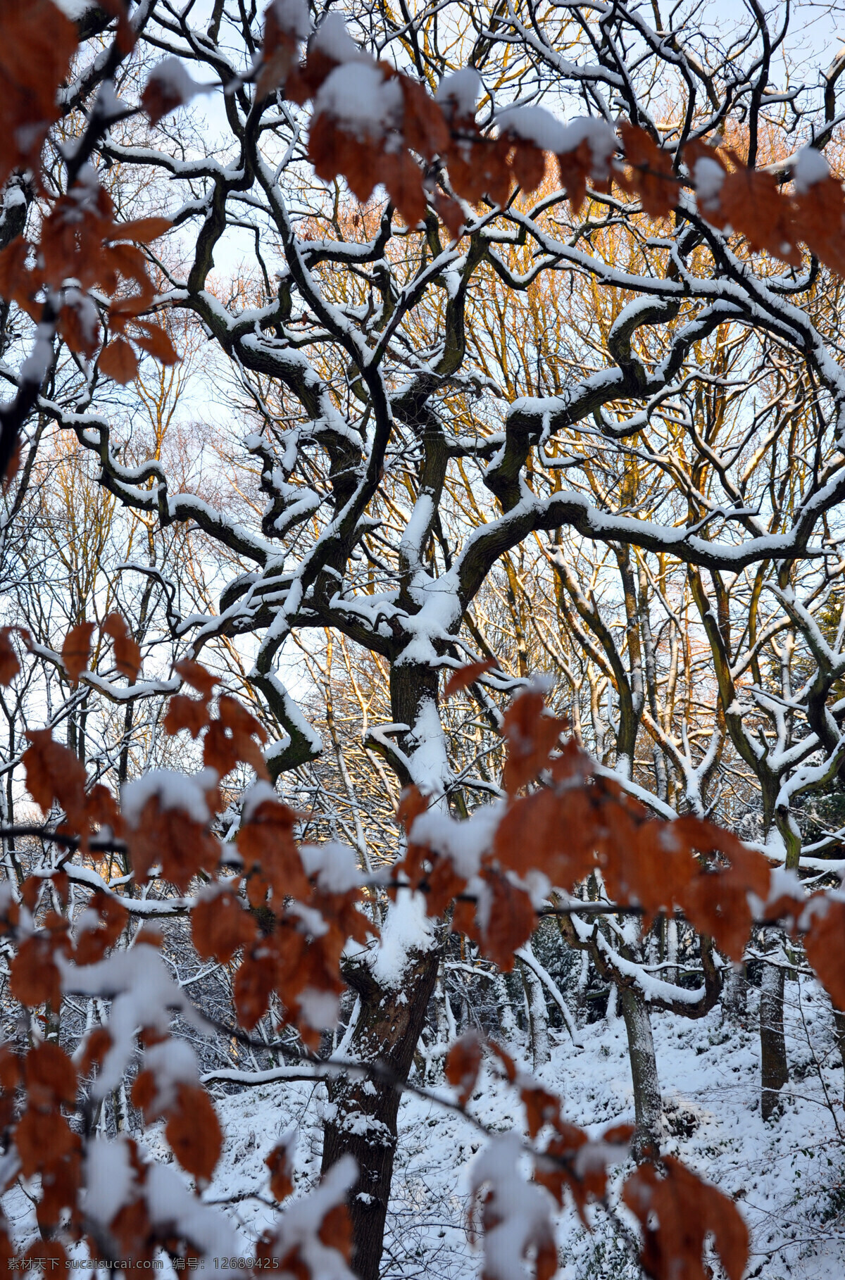 雪景 树林 风景 丛林风景 雪地 雪 自然 风光 自然风光 积雪 冬 冬天 冬雪 严寒 背景 黑白 枯枝 树干 冬天的树 原始 原始丛林 林海雪原 圣诞 圣诞节 自然风景 自然景观