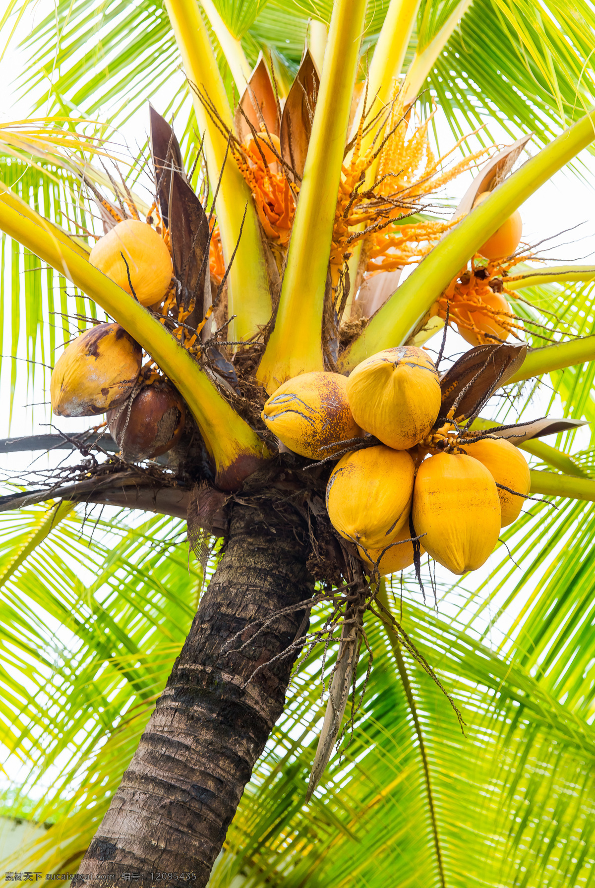 椰树 上 果实 椰果 椰子树 树木摄影 植物摄影 花草树木 生物世界