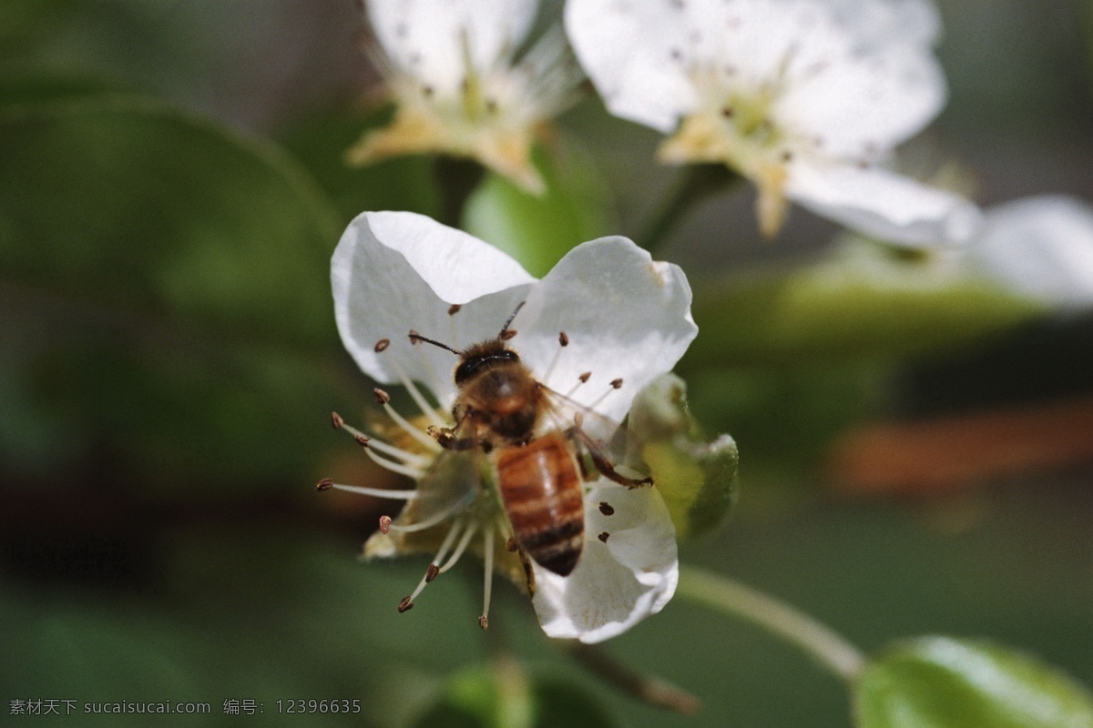 蜜蜂采蜜 蜜蜂 采蜜 花卉 昆虫 花朵 动物 小蜜蜂 采花 摄影动植物类 生物世界