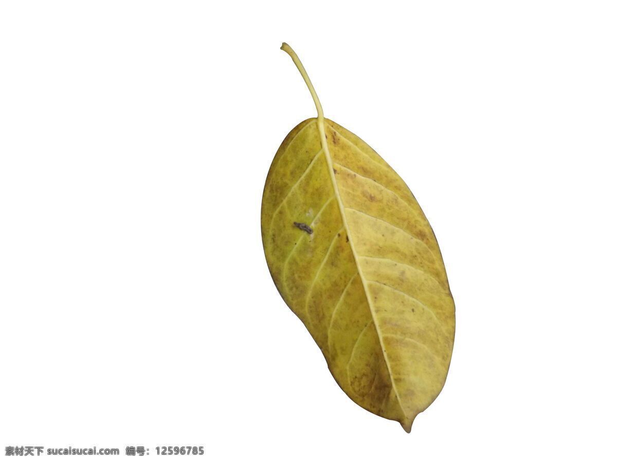 格式 金色 落叶 树叶素材 纹理 秋天色彩