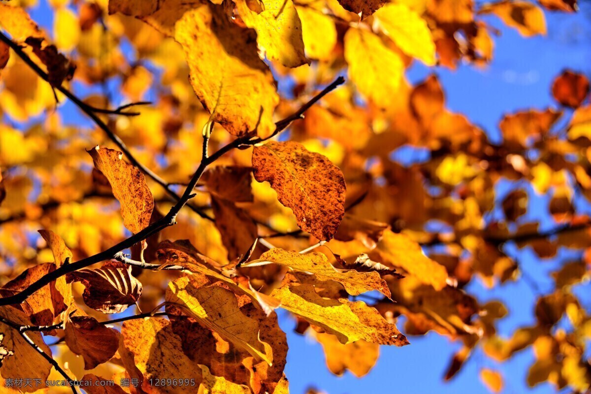 景观 秋天树叶素材 树叶 秋季 季节 橙色