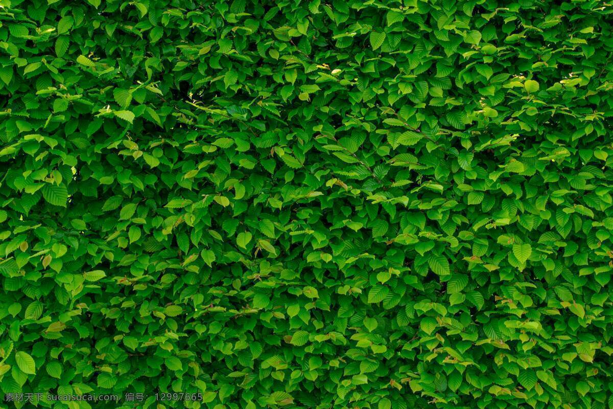 绿植墙 绿色 植物 背景 墙体 环保 清爽