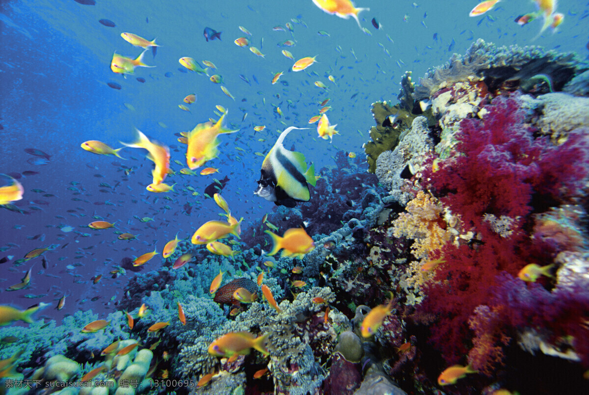 海洋鱼类 海底世界 海洋 海洋生物 礁石 生物世界 鱼 鱼类 洋鱼类 珊蝴礁石 珊蝴