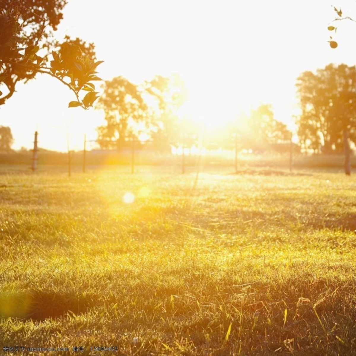 草地黄昏背景 草地 黄昏 夕阳 白色