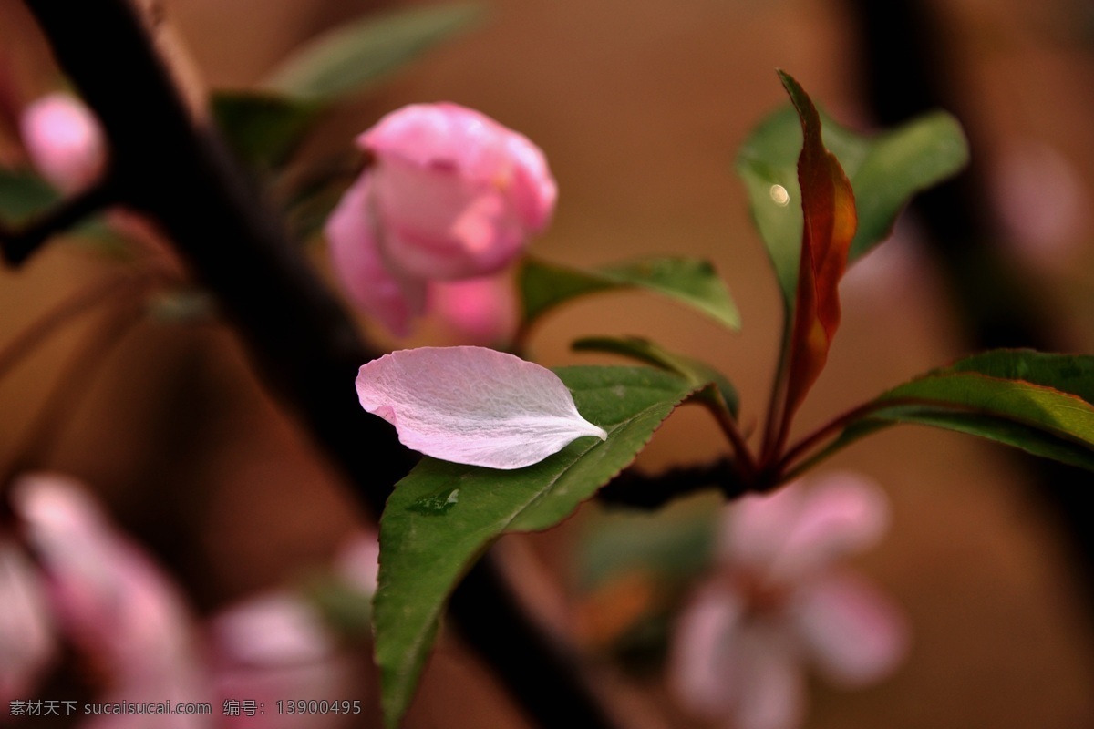 海棠花 背景 春天 花草 花朵 花树 生物世界 棠花 木本 鲜花盛开 psd源文件