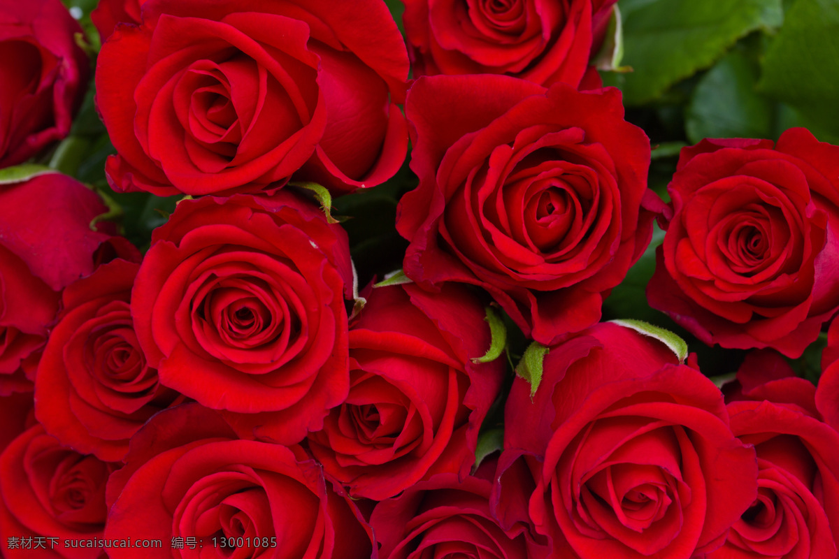 玫瑰 红玫瑰 特写 花瓣 晶莹剔透 特写玫瑰 玫瑰花 高清花朵 花 花卉 俯视玫瑰 野生玫瑰 花朵 迷人玫瑰 高清 花草 生物世界