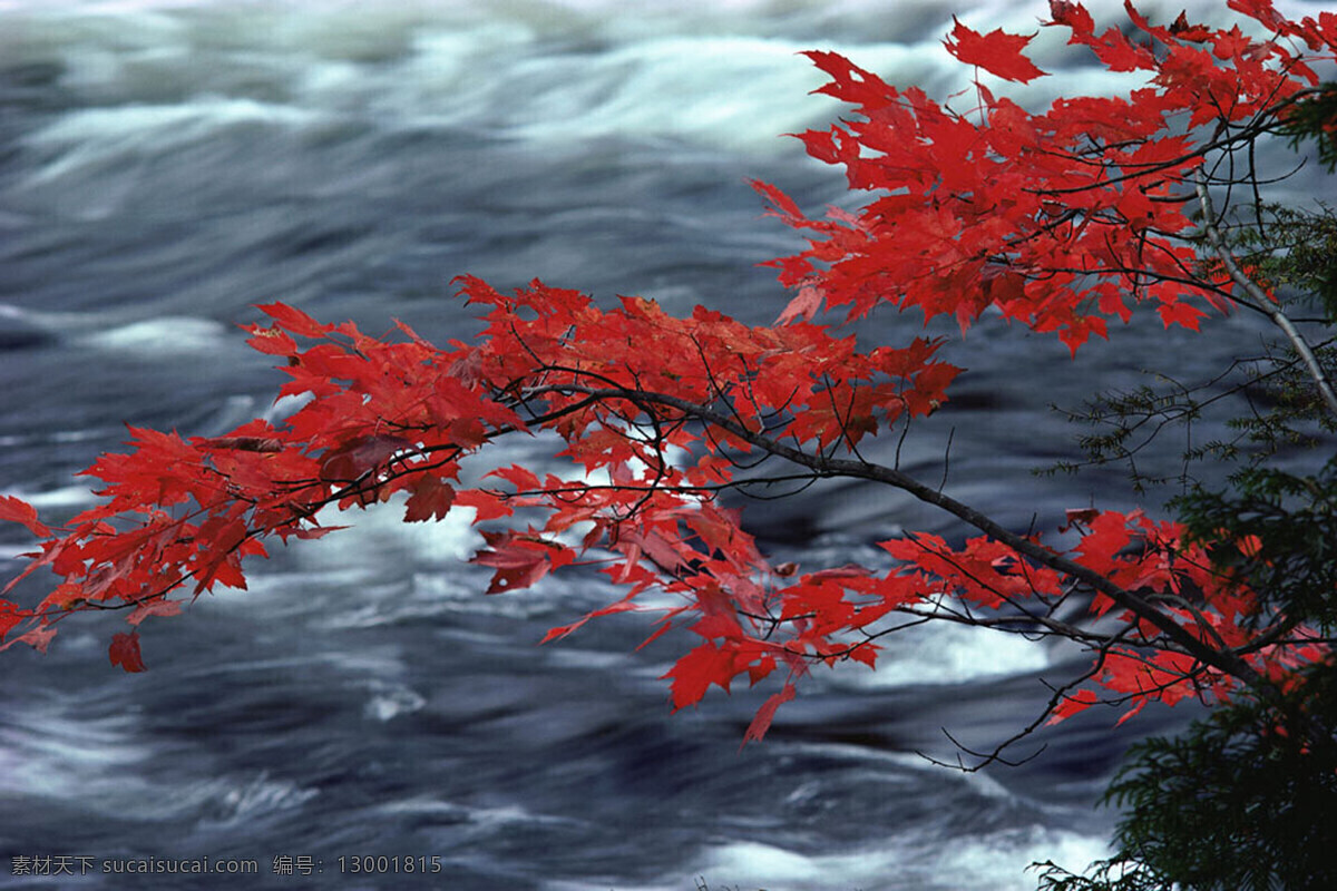 红叶溪流 大自然 风景 红叶 红色