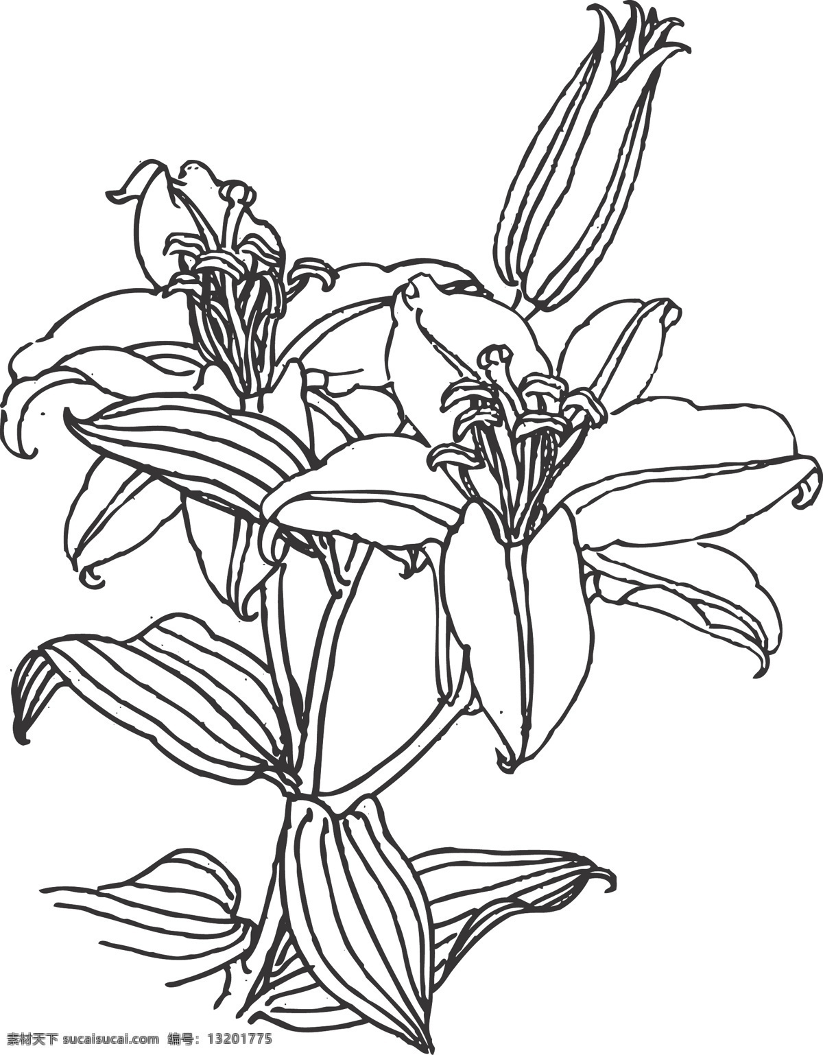 线条 矢量 装饰 插画 白描 植物 观赏 绘画 花卉白描图 文化艺术 绘画书法