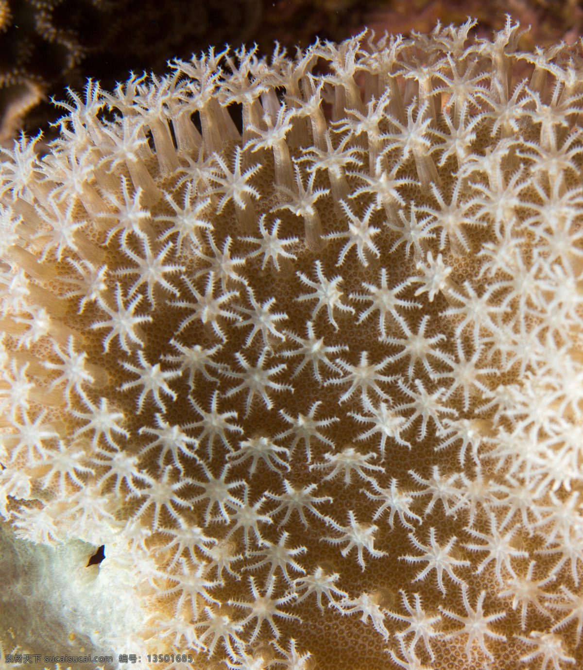 珊瑚素材图片 珊瑚 海底素材 灰色