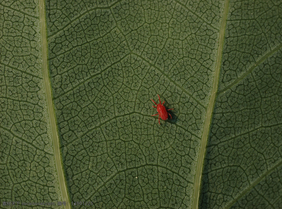 郁金香 叶子 上 红蜘蛛