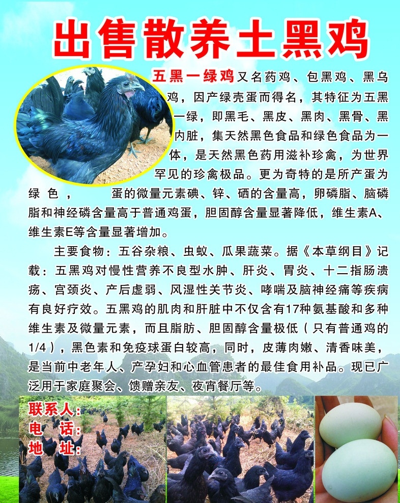 五黑一绿鸡 出售 出售土鸡蛋 土鸡蛋 鸡蛋 放养土鸡 黑鸡 乌鸡 散养土鸡 五黑一縁鸡 矢量