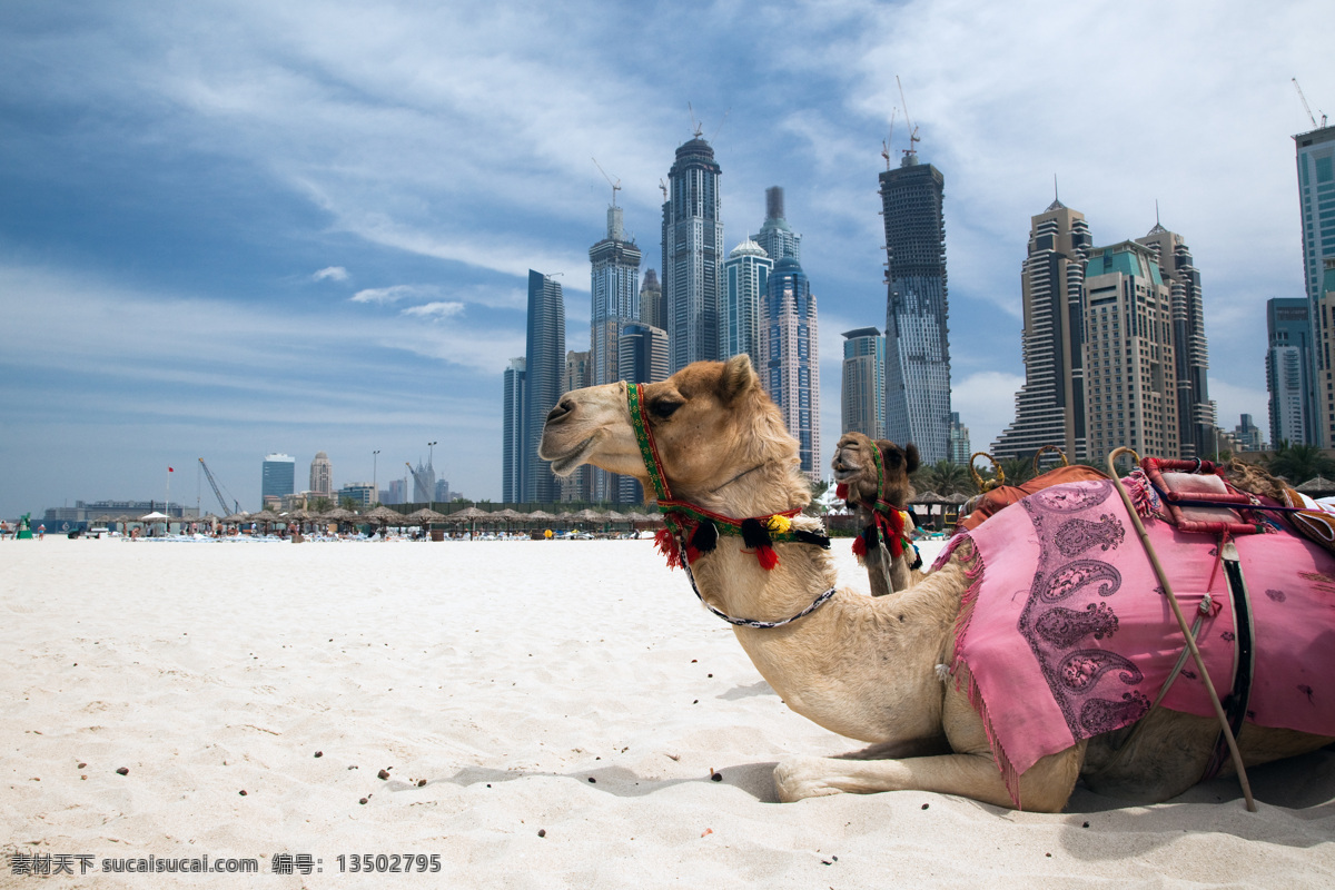 城市 风景 骆驼 骆驼动物 城市景色 沙滩 自然风景 城市风光 环境家居